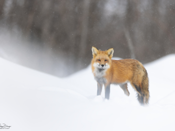 5TN4872-Modifier-copie-2