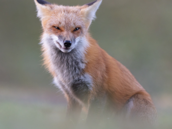 5TN5955-Modifier-copie-2