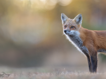 5TN6061-Modifier-copie-2-2