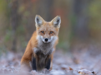 5TN6962-Modifier-copie-2