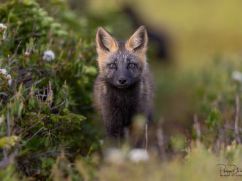 5TN7729-2-Modifier-copie-2