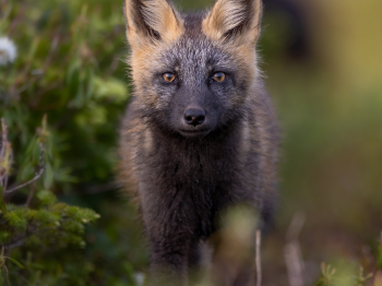 5TN7729-2-Modifier-copie-3