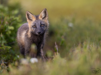 5TN7740-2-Modifier-copie-2