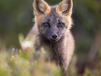 5TN7937-2-Modifier-copie-2