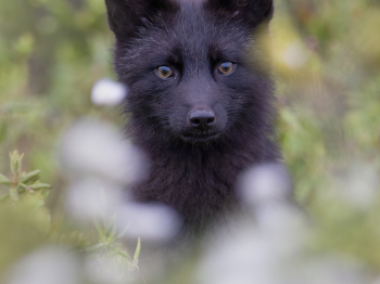 5TN9774-2-Modifier-copie-2