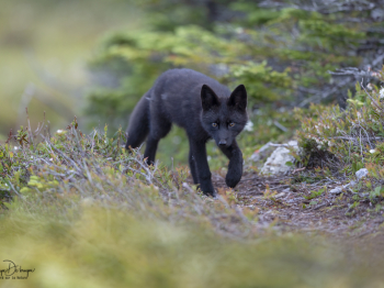 5TN9961-2-Modifier-copie-2