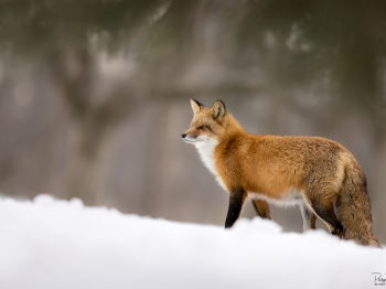 79A2759-Modifier-copie