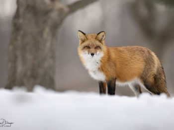 79A2811-Modifier-copie-2