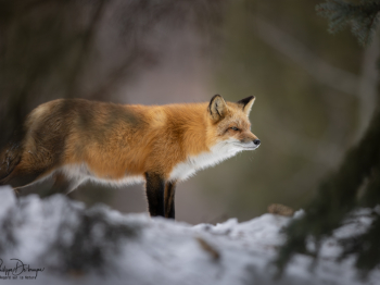 79A2891-Modifier-copie-2