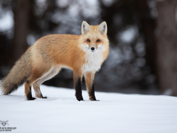 DB_2013-Modifier-copie