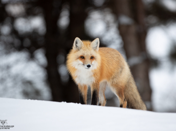 DB_2139-Modifier-copie