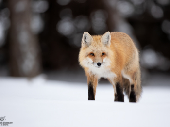 DB_2156-Modifier-copie