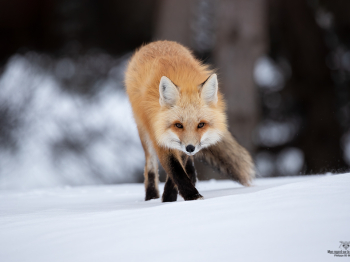 DB_2255-Modifier-copie