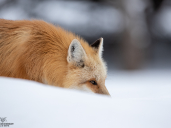 DB_2278-Modifier-copie