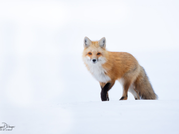 DB_2417-Modifier-copie-2