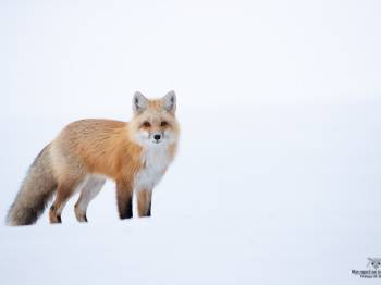 DB_2426-Modifier-Modifier-copie