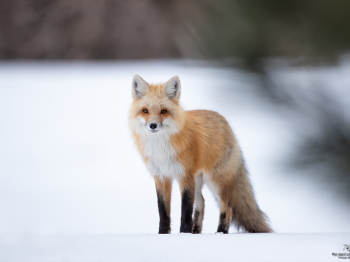 DB_2433-Modifier-copie