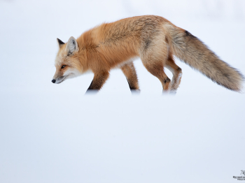 DB_2439-Modifier-copie