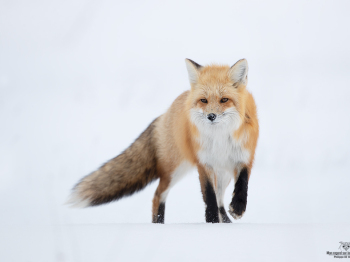 DB_2885-Modifier-copie