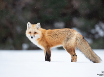 DB_3100-Modifier-copie