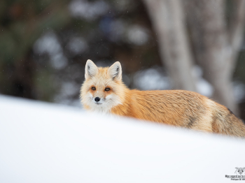 DB_3225-Modifier-copie