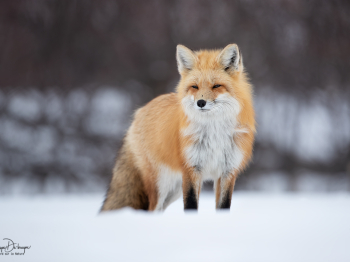 DB_3802-Modifier-copie-2