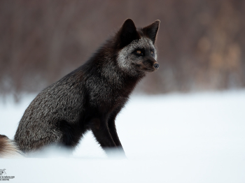 DB_4566-Modifier-copie