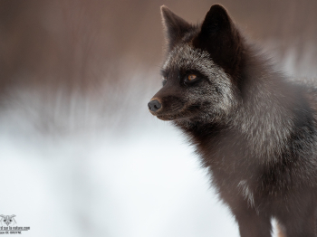 DB_4580-Modifier-copie