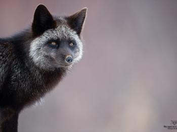 DB_4696-Modifier-copie