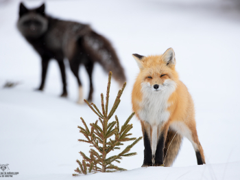 DB_4999-Modifier-copie