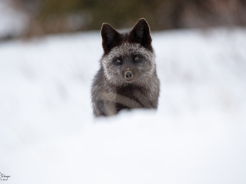 DB_5112-Modifier-copie