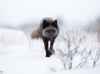 DB_5620-Modifier-copie