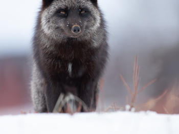 DB_5729-Modifier-copie