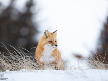 DB_6499-Modifier-copie