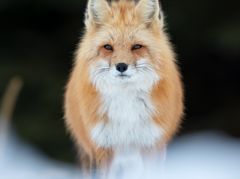 DB_69318-Modifier-copie