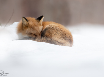 DB_7989-Modifier-copie-2