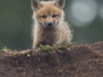 DXP4545-Modifier-copie