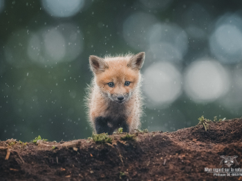 DXP4546-Modifier-copie