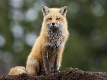 DXP4698-Modifier-copie