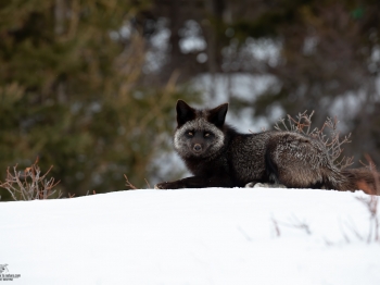 5D4_3654-Modifier-copie