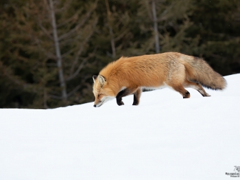 5D4_3932-Modifier-copie