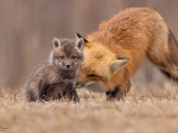 5PL0295-Modifier-copie-2