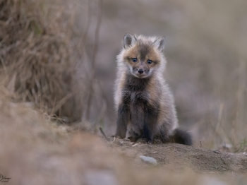 5PL0802-Modifier-copie-2