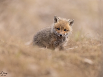 5PL2668-Modifier-copie-2