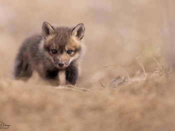 5PL3058-Modifier-copie-2