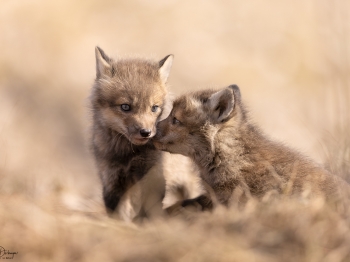 5PL3121-Modifier-copie-2