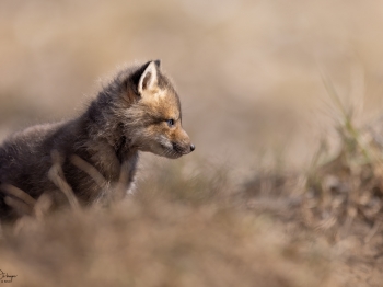 5PL3197-Modifier-copie-2