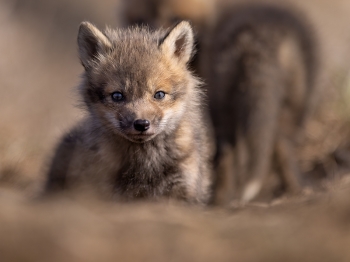 5PL3338-Modifier-copie-2