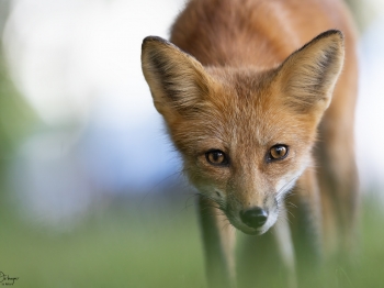 5PL3722-Modifier-copie-2