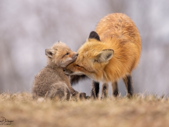 5PL9082-Modifier-copie-2